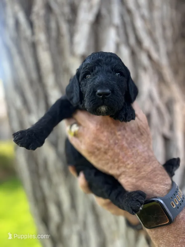 Sneezy – Poodle - Standard  puppy for sale in Amarillo, TX