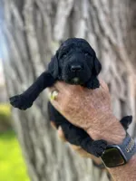 Sneezy, a male Poodle - Standard  for sale in Amarillo, TX – 1 of 1