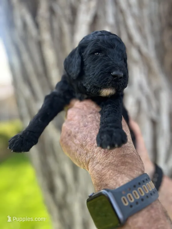 Grumpy – Poodle - Standard  puppy for sale in Amarillo, TX