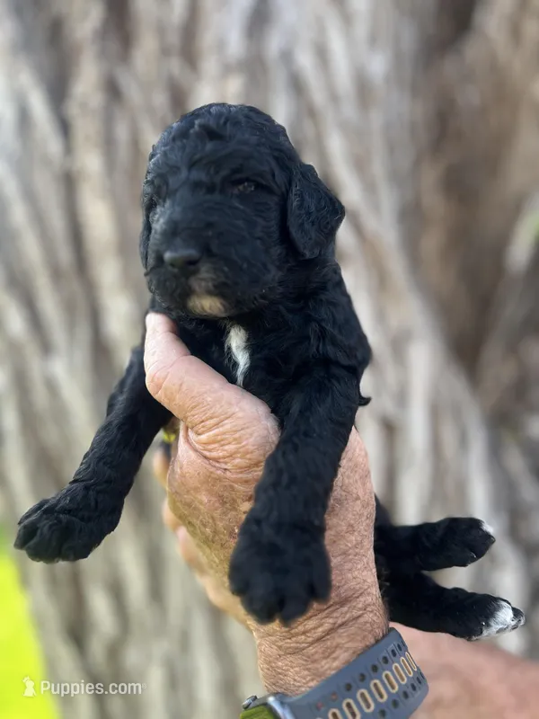 Happy – Poodle - Standard  puppy for sale in Amarillo, TX