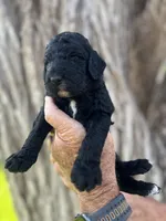 Happy, a male Poodle - Standard  for sale in Amarillo, TX – 1 of 1