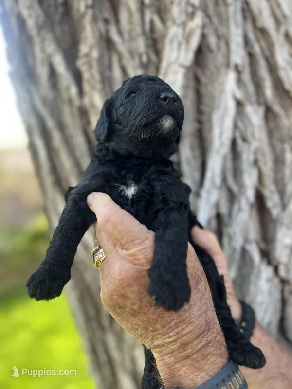 Sleepy – Poodle - Standard  puppy for sale in Amarillo, TX