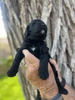 Sleepy, a male Poodle - Standard  for sale in Amarillo, TX – 1 of 1