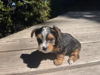 Dusty, a male Yorkshire Terrier for sale in Tacoma, WA – 3 of 8