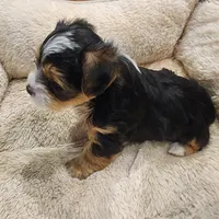Lucky , a male Yorkshire Terrier for sale in Tacoma, WA – 2 of 3