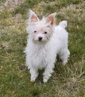 Whiskey Nip, a male Yorkshire Terrier for sale in Tacoma, WA – 4 of 6