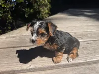 Dusty, a male Yorkshire Terrier for sale in Tacoma, WA – 7 of 8