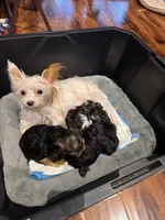 Lucky , a male Yorkshire Terrier for sale in Tacoma, WA – 3 of 3