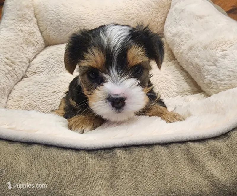 Lucky  – Yorkshire Terrier puppy for sale in Tacoma, WA