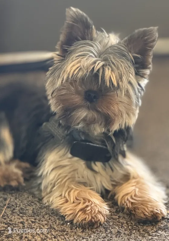 Dusty – Yorkshire Terrier puppy for sale in Tacoma, WA