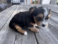 Dusty, a male Yorkshire Terrier for sale in Tacoma, WA – 8 of 8