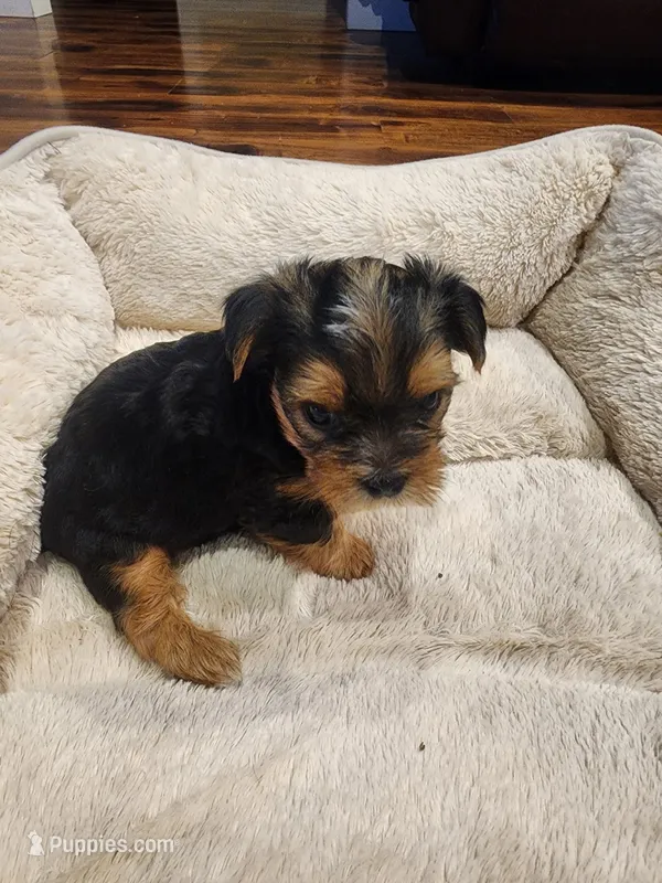 Whiskey Nip – Yorkshire Terrier puppy for sale in Tacoma, WA
