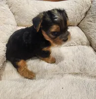 Whiskey Nip, a male Yorkshire Terrier for sale in Tacoma, WA – 2 of 6