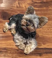 Whiskey Nip, a male Yorkshire Terrier for sale in Tacoma, WA – 6 of 6