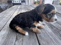 Dusty, a male Yorkshire Terrier for sale in Tacoma, WA – 6 of 8