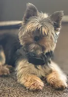 Whiskey Nip, a male Yorkshire Terrier for sale in Tacoma, WA – 5 of 6