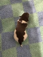 Sandy, a female Pomeranian for sale in Scottsboro, AL – 2 of 4