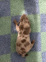 Marlin, a male Pomeranian for sale in Scottsboro, AL – 2 of 5