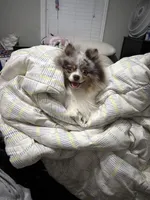 Marlin, a male Pomeranian for sale in Scottsboro, AL – 4 of 5