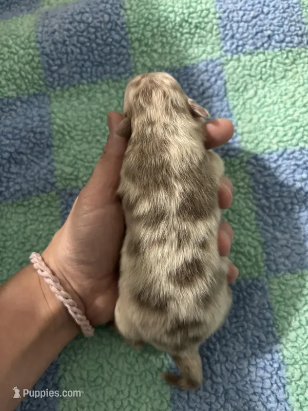 Marlin – Pomeranian puppy for sale in Scottsboro, AL