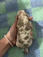 Marlin, a male Pomeranian for sale in Scottsboro, AL – 1 of 5