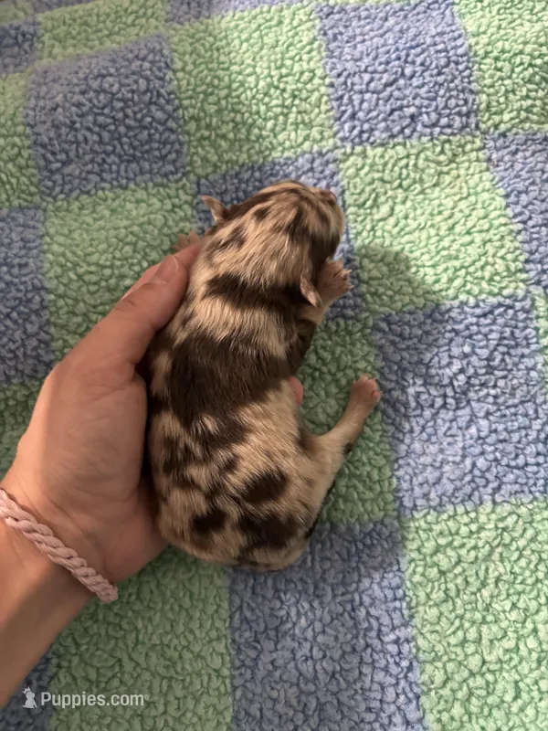 Sunny – Pomeranian puppy for sale in Scottsboro, AL