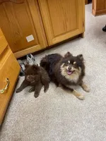 Sunny, a male Pomeranian for sale in Scottsboro, AL – 4 of 5