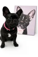 Rilla , a female French Bulldog for sale in Harrisburg, PA – Photo 4 of 4