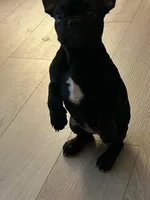 Rilla , a female French Bulldog for sale in Harrisburg, PA – Photo 3 of 4