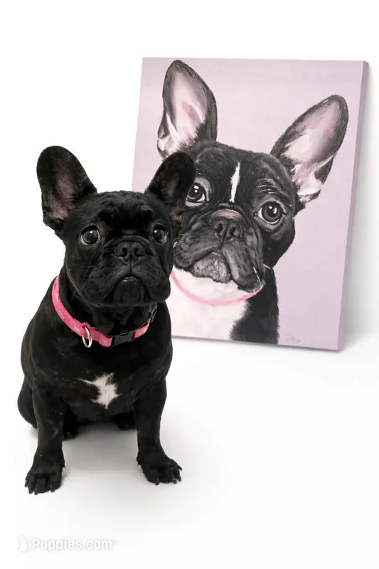 Rilla  – French Bulldog puppy for sale in Harrisburg, PA