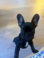 Rilla , a female French Bulldog for sale in Harrisburg, PA – Photo 2 of 4