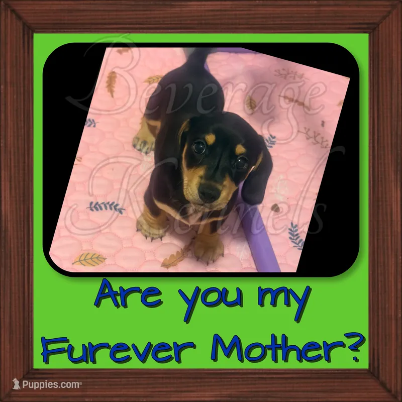 Ryder – Miniature Dachshund puppy for sale in Trenton, NC