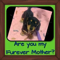 Ryder, a male Miniature Dachshund for sale in Trenton, NC – 1 of 10