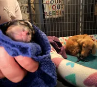 Ryder, a male Miniature Dachshund for sale in Trenton, NC – 4 of 10