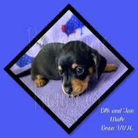 Levi, a male Miniature Dachshund for sale in Trenton, NC – 2 of 10