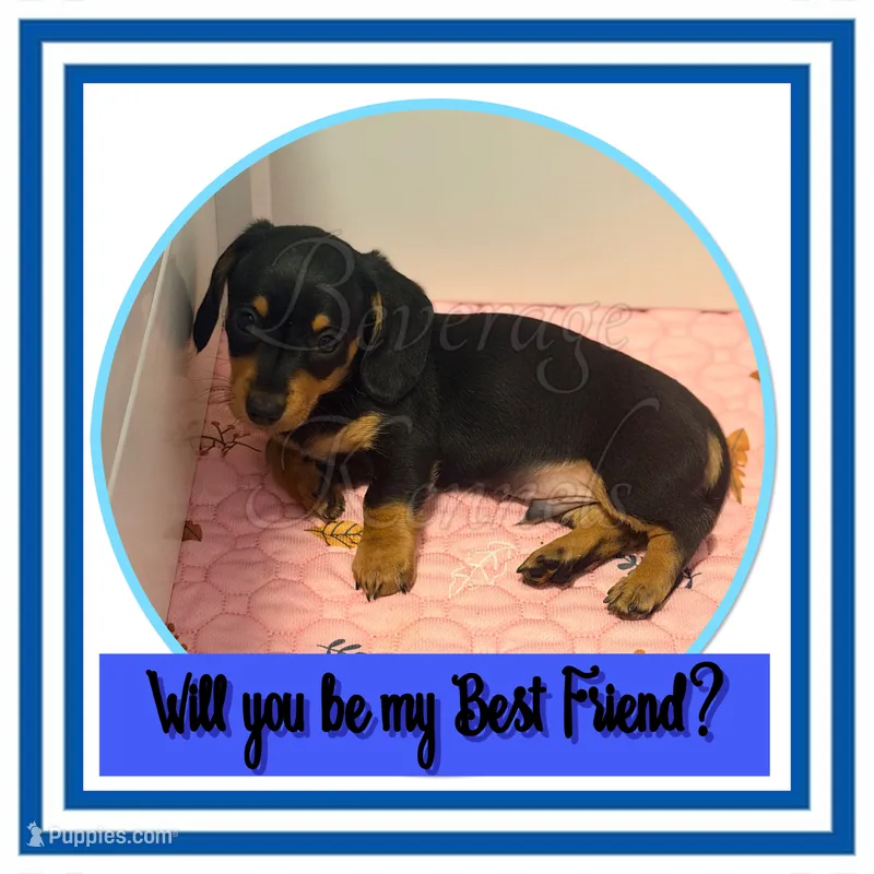Levi – Miniature Dachshund puppy for sale in Trenton, NC