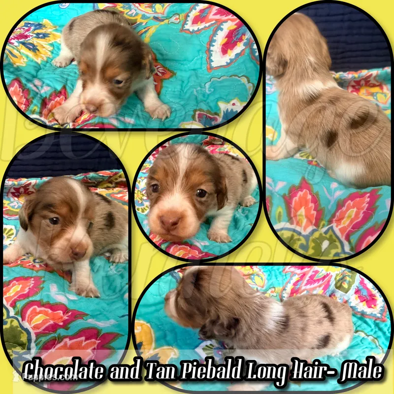 Shep – Miniature Dachshund puppy for sale in Trenton, NC