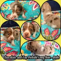 Shep, a male Miniature Dachshund for sale in Trenton, NC – 1 of 9