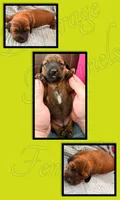 Nala, a female Miniature Dachshund for sale in Trenton, NC – 2 of 7