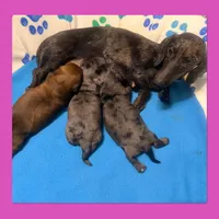 Niles, a male Miniature Dachshund for sale in Trenton, NC – 6 of 7