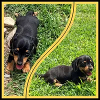 Levi, a male Miniature Dachshund for sale in Trenton, NC – 7 of 10