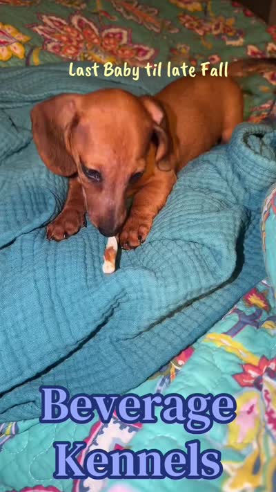Sweet Red, a male Miniature Dachshund for sale in Trenton, NC – 3 of 10