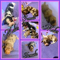 Huck, a male Miniature Dachshund for sale in Trenton, NC – 3 of 7