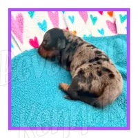 Dapple, a female Miniature Dachshund for sale in Trenton, NC – 2 of 6