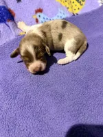 Shep, a male Miniature Dachshund for sale in Trenton, NC – 8 of 9