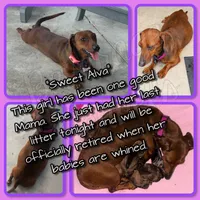 Clint, a male Miniature Dachshund for sale in Trenton, NC – 9 of 9