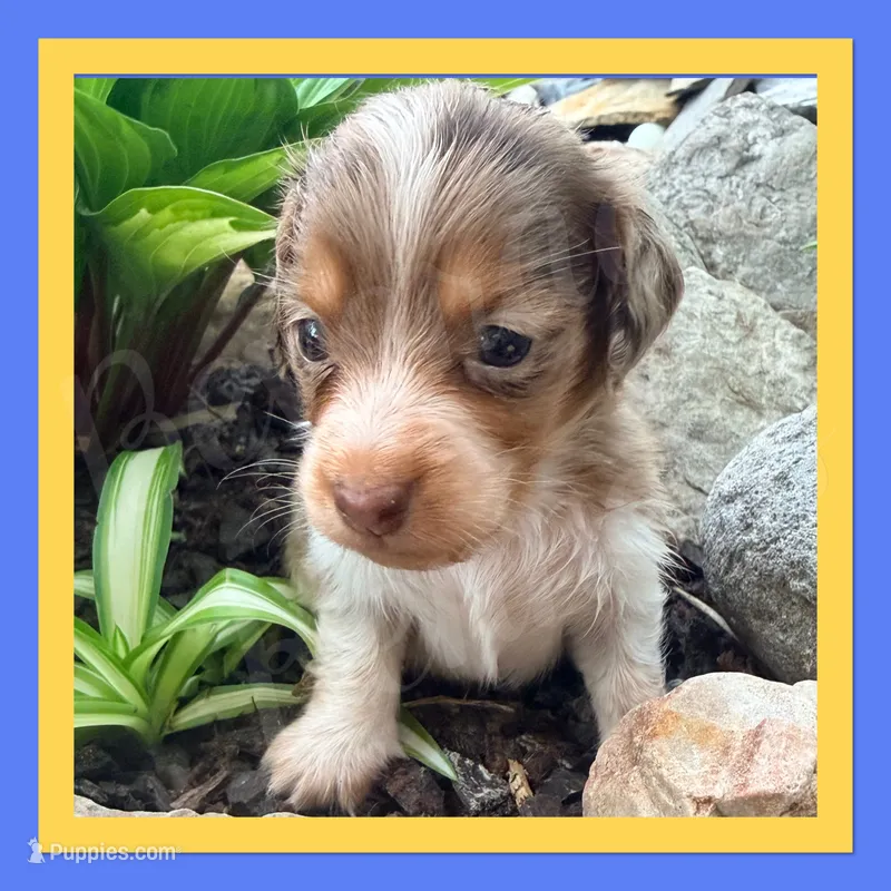 Shep – Miniature Dachshund puppy for sale in Trenton, NC
