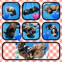 Cowboy, a male Miniature Dachshund for sale in Trenton, NC – 2 of 9