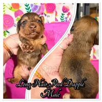 Wiley, a male Miniature Dachshund for sale in Trenton, NC – 4 of 10