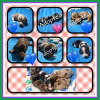 Huck, a male Miniature Dachshund for sale in Trenton, NC – 2 of 7